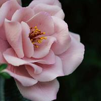 Gumpaste Open (baby pink)Rose 