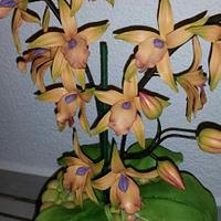 Fantasy Orchids....