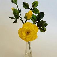 harisson yellow rose