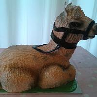 Alpaca cake