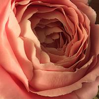 English sugar rose bud