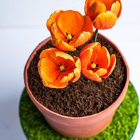 Tulip Flowerpot