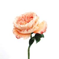 My English Rose