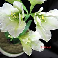 White amaryllis