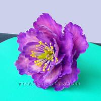 pink and purple open peony