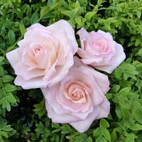Wafer Paper Rose Wafer Paper Rose