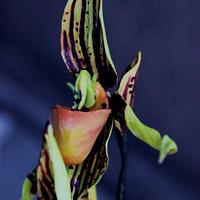 Paphiopedilum or Slipper Orchid.