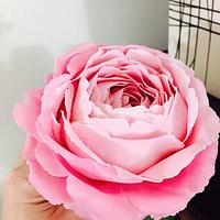 Large Pink Sugar rose