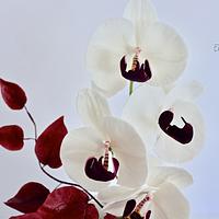 sugar orchid 