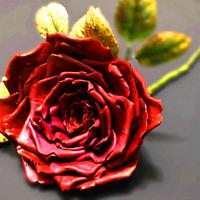 Deep Red Rose!!