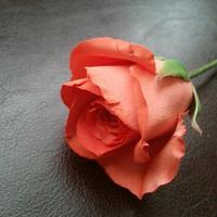 A sugar rose