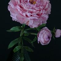 Sarah Bernhardt sugar peony