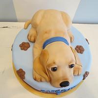 Labrador puppy cake