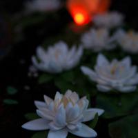The lotus pond: Festival of Vesak 2015