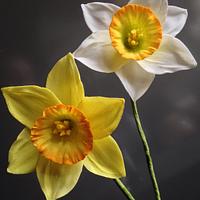 Spring colors...The Daffodil