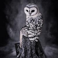 Owl- Around the World in Sugar