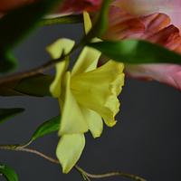 Parrot Tulips with a Daffodil
