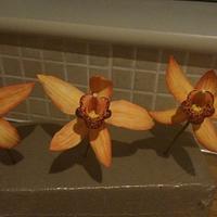 Cymbidium Orchid