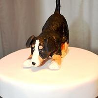 Bernese Mountain Dog cake
