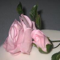 Gentle rose to fifteenth birthday