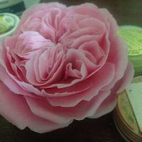 English Sugar rose 