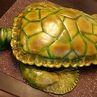 Żółw - turtle