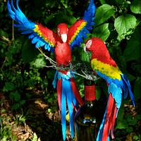Scarket Macaws