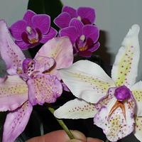 Fantasy orchids