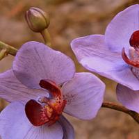 orchid moth )))