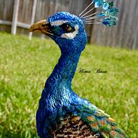 Royal Peacock 
