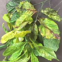 Wafer Paper Leaves Wafer Paper Leaves