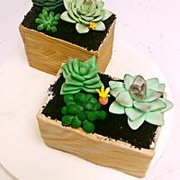 Succulent Succulent