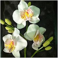Orchid moth