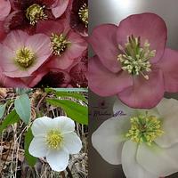 Waiting for Christmas...Hellebore