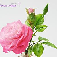 Freeformed Pink sugar Rose- Garden Beauty