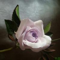 Icing Lavender climbing Rose