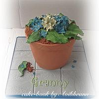 hydrangeas flower pot