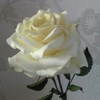 Icing Avalanche Rose