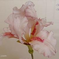 Pink Dutch Iris