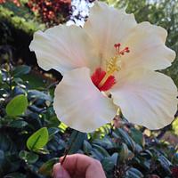 Summer hibiscus