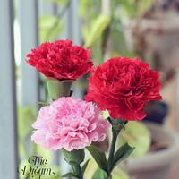 Sugar Carnations