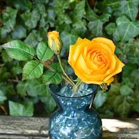 My favorite yellow roses My favorite yellow roses