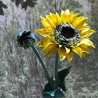 Sugar Sunflower